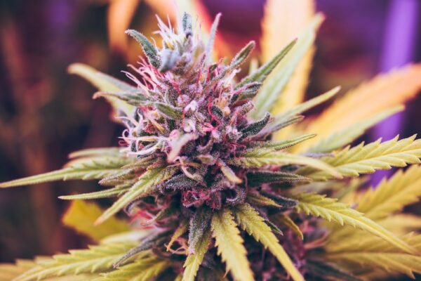 Does Hhc Get You High? Effects, Safety, Legality 1 Blog6
