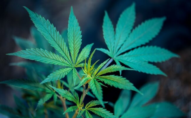 Does Hhc Get You High? Effects, Safety, Legality 2 Fgdfgdf