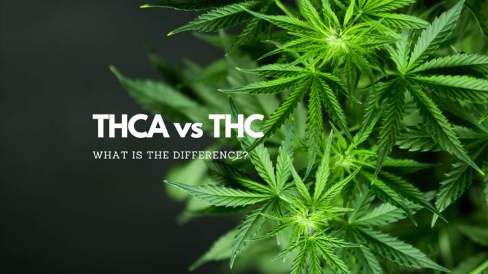 THCA vs THC: Discover the True Difference Between These 2 Cannabis Cannabinoids