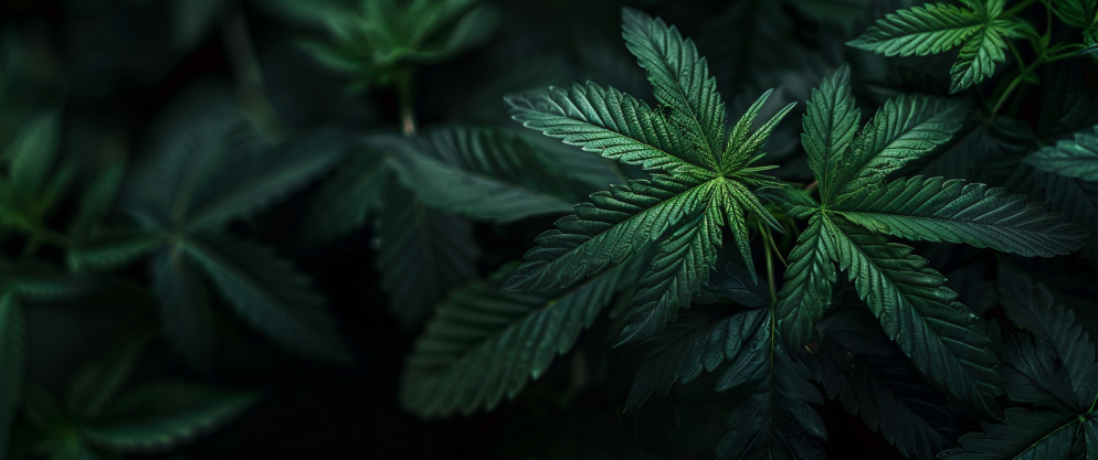 What Is Delta 8? Thc Concentration, Effects, And Usage Tips 4 What Is Delta 8
