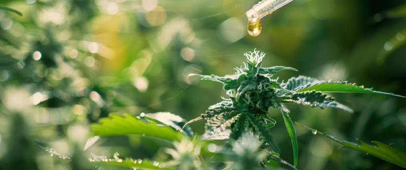 What Is THCV? Understanding Its Effects, Uses, and Legality