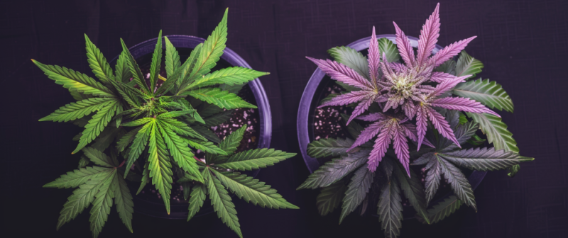 What’s The Difference Between THC And THCv?
