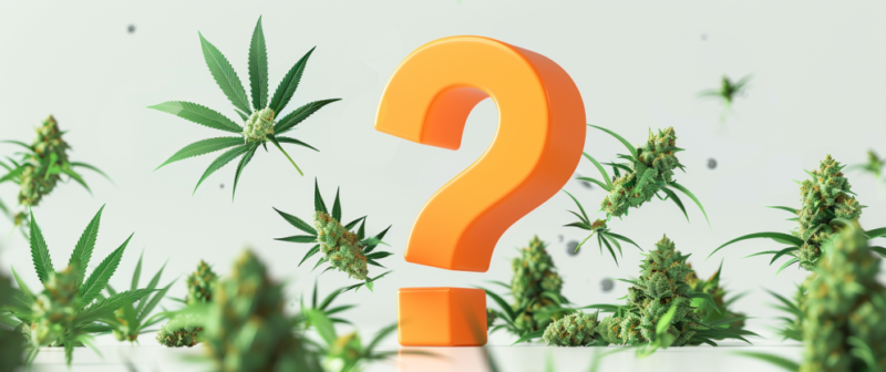 Delta 8 FAQs: Here are All the Things You Need to Know