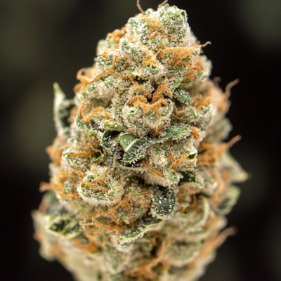 Discover the Magic of the Donny Burger Cannabis Strain