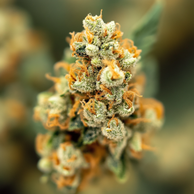 Berry White Strain: A Relaxing Hybrid with a Legendary Reputation