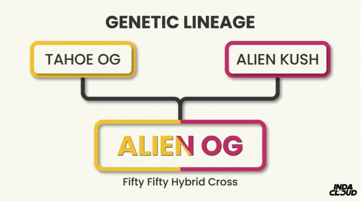 Alien Og Strain: Info, Effects, And Growing Tips 1 Alien Og Genetic Lineage Chart Showing Tahoe Og And Alien Kush Crossed To Create Alien Og As A Fifty Fifty Hybrid