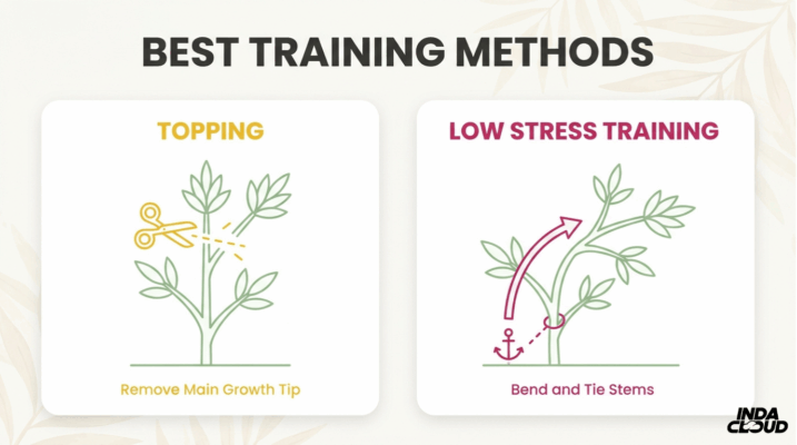 Alien Og Strain: Info, Effects, And Growing Tips 5 Best Alien Og Growing Methods Showing Topping And Low Stress Training Techniques For Better Plant Structure And Yield