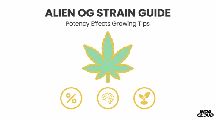 Alien OG Strain: Info, Effects, and Growing Tips