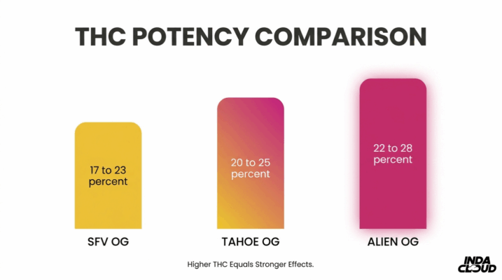 Alien Og Strain: Info, Effects, And Growing Tips 4 Thc Potency Comparison Chart Showing Alien Og At 22 To 28 Percent Thc Compared To Sfv Og And Tahoe Og