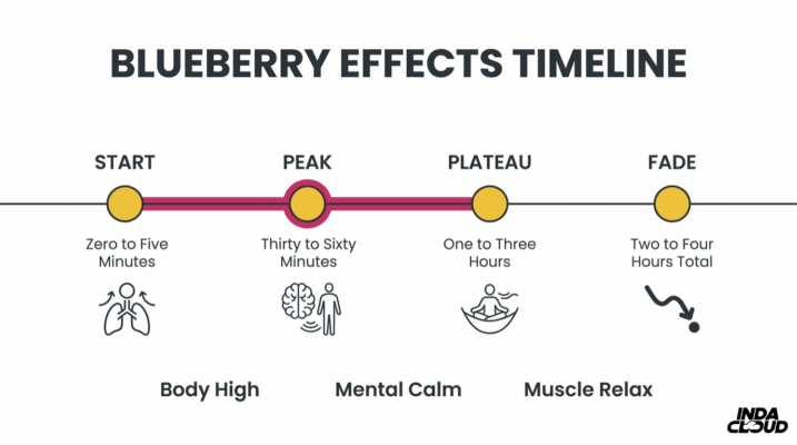 Blueberry Effects Timeline Infographic Showing Start, Peak, Plateau, And Fade Stages With Body High, Mental Calm, And Muscle Relaxation