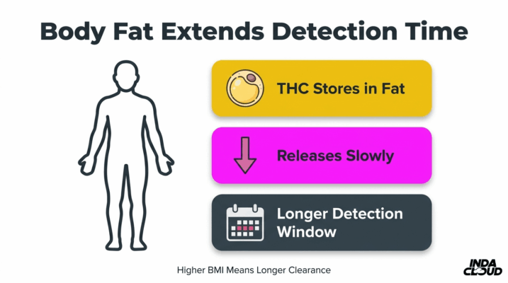 Does Thca Test Positive On Drug Tests? 4 Body Fat Impact On Thca Detection Time Showing Thc Stored In Fat, Released Slowly, And Causing A Longer Detection Window