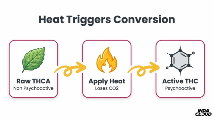 Understanding Thca: Benefits, Uses, &Amp; Legality 2 Thca To Thc Decarboxylation Process Showing Raw Thca, Heat Application, Co2 Loss, And Active Psychoactive Thc Conversion