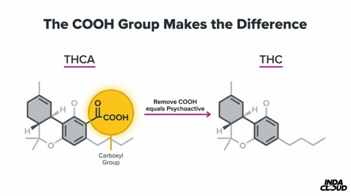 Understanding Thca: Benefits, Uses, &Amp; Legality 1 Thca Vs Thc Chemical Structure Comparison Showing The Cooh Carboxyl Group That Makes Thca Non Psychoactive Until Removed