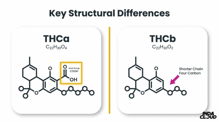 Thca Vs Thcb: Key Differences You Should Know 1 Thca And Thcb Molecular Structure Comparison Showing Acid Group In Thca And Shorter Carbon Chain Structure In Thcb