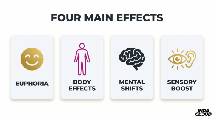 What Is A Delta-9 Thc High Like? Effects, Benefits, And Potential Risks 1 Infographic Showing Four Main Effects Of Thc Including Euphoria, Body Effects, Mental Shifts, And Sensory Boost