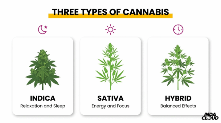 Indica vs Sativa vs Hybrid: Understanding the Differences, Effects, and Best Uses