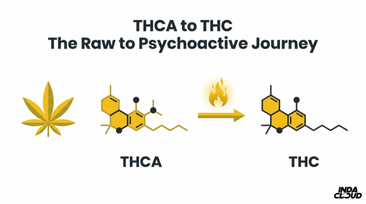 Understanding THCA: Benefits, Effects, and Its Role in the Cannabis Plant